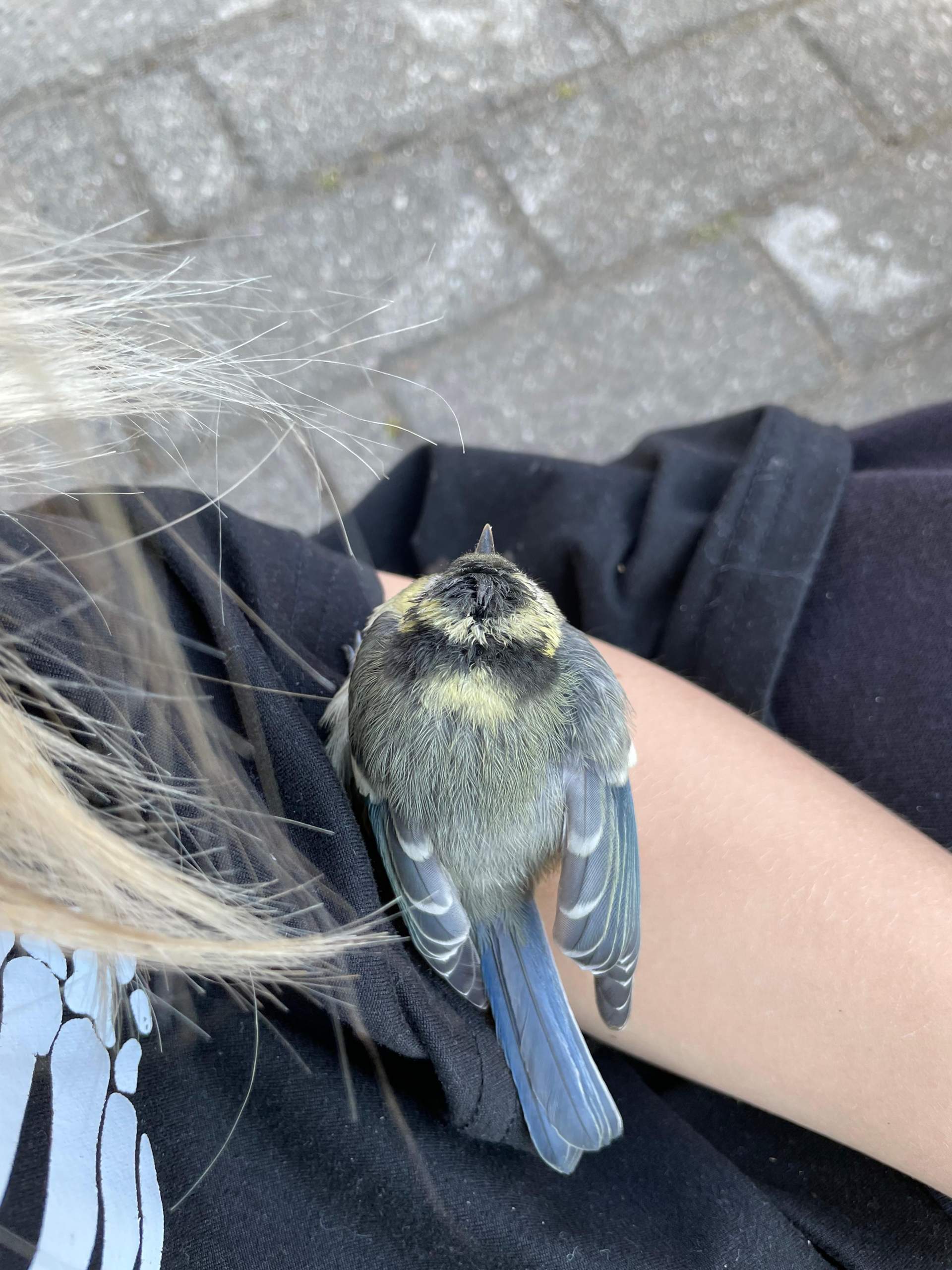 Vogel? (fliegen, Vögel)