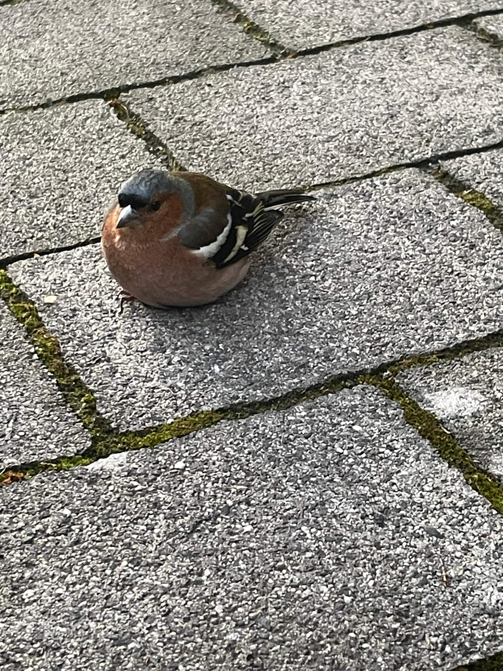 Text Draussen Vor Der Tür Vogel draußen vor der Haustür lebt aber bewegt sich nicht? (Tierschutz