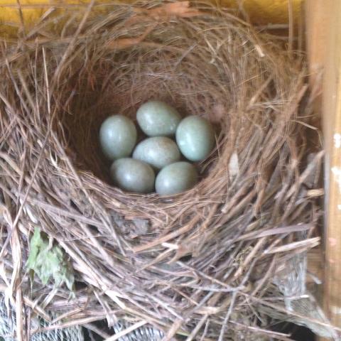 Das ist das Nest  - (Garten, Vögel, Eier)