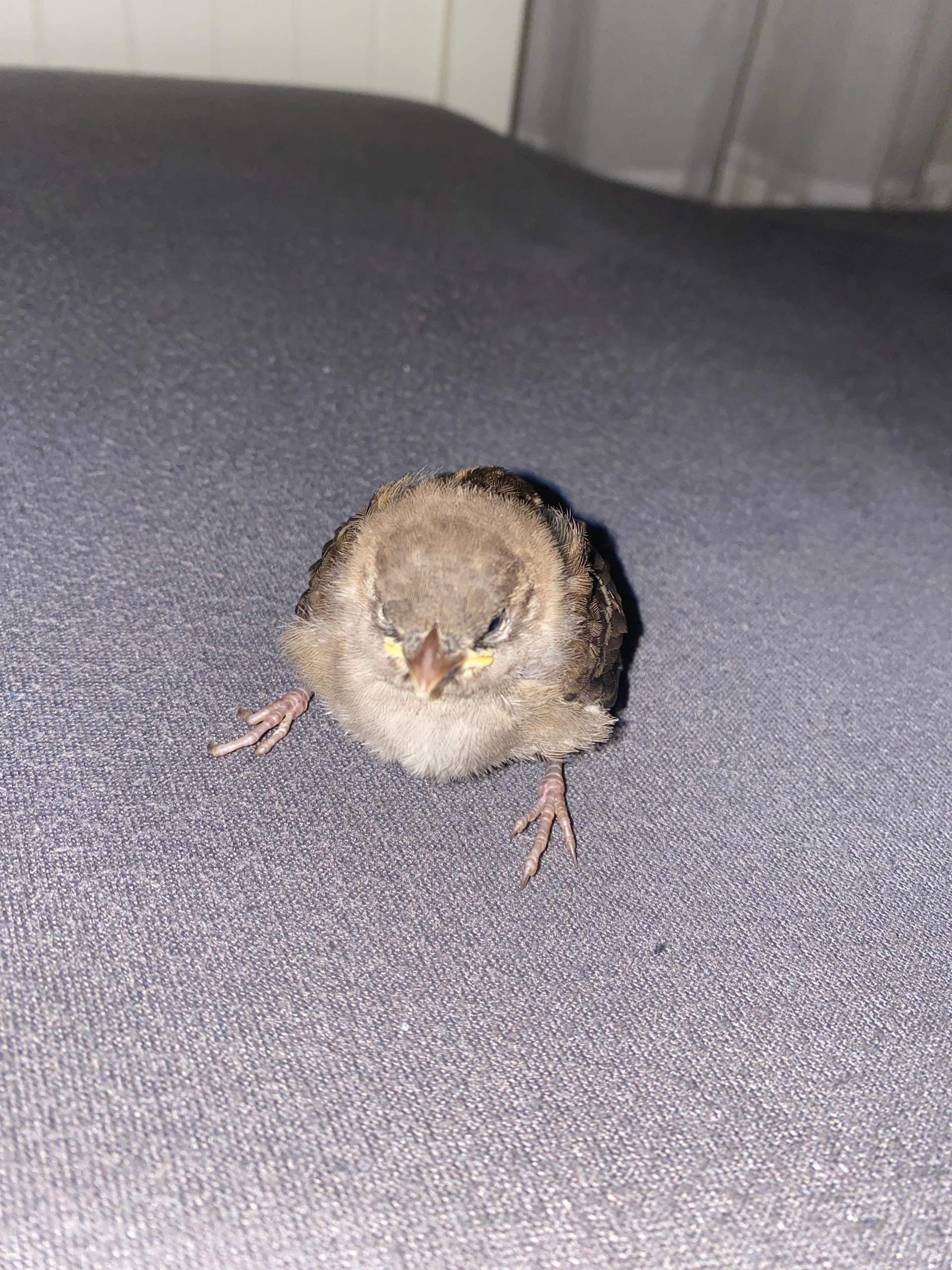 Vogel gefunden ( kann nicht fliegen und verliert Federn)? (Tiere, Vögel, Ästling)