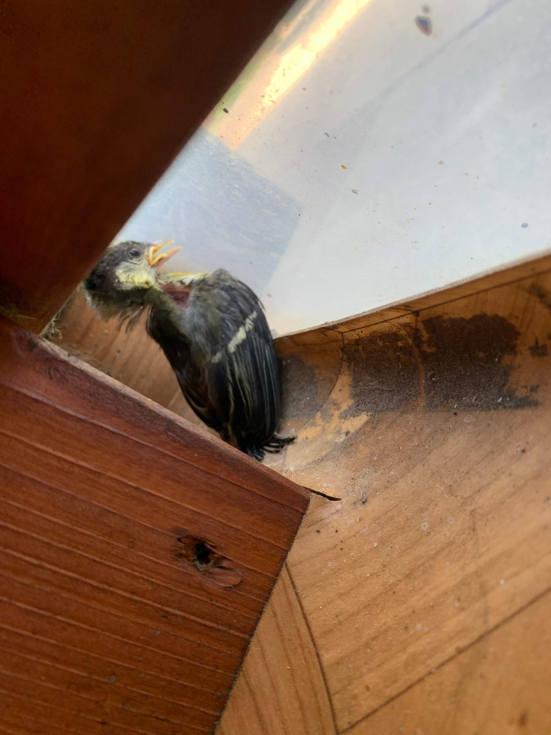 Vogel gefunden frei lassen oder aufziehen? (Vögel, Aufzucht, babyvogel)