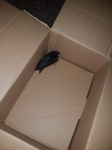 - (Vögel, vogel gefunden, Vogel verletzt)