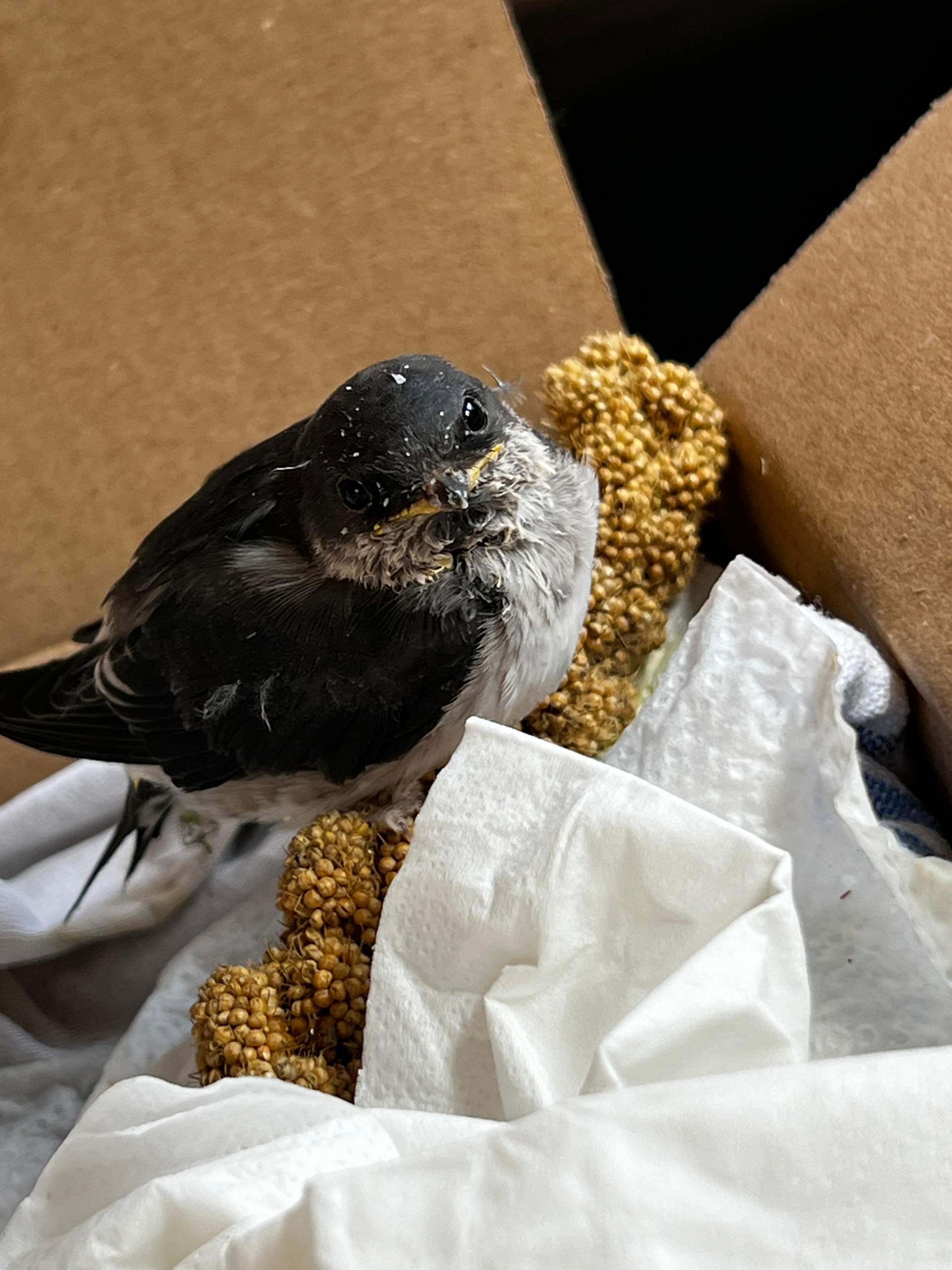 Vogel gefunden welche Art ist das und was kann ich machen? (Vogelart, Nest)