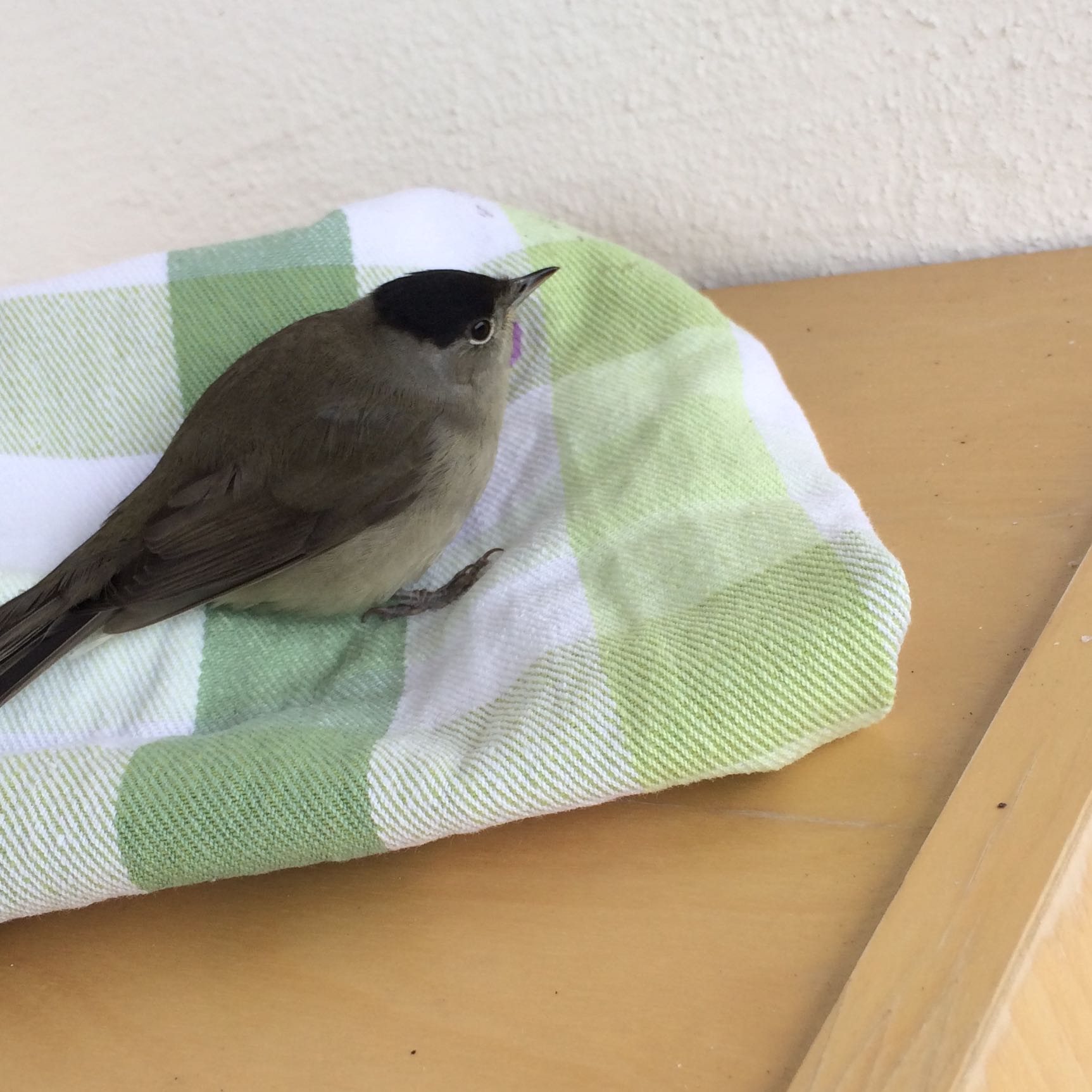 Vogel gegen das Fenster geflogen? (Vögel, allein, verletzt)