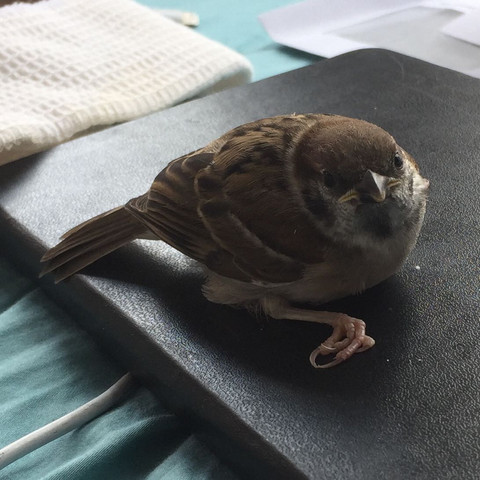 vogel gegen fenster geflogen was tun gesundheit und medizin tiere vogel