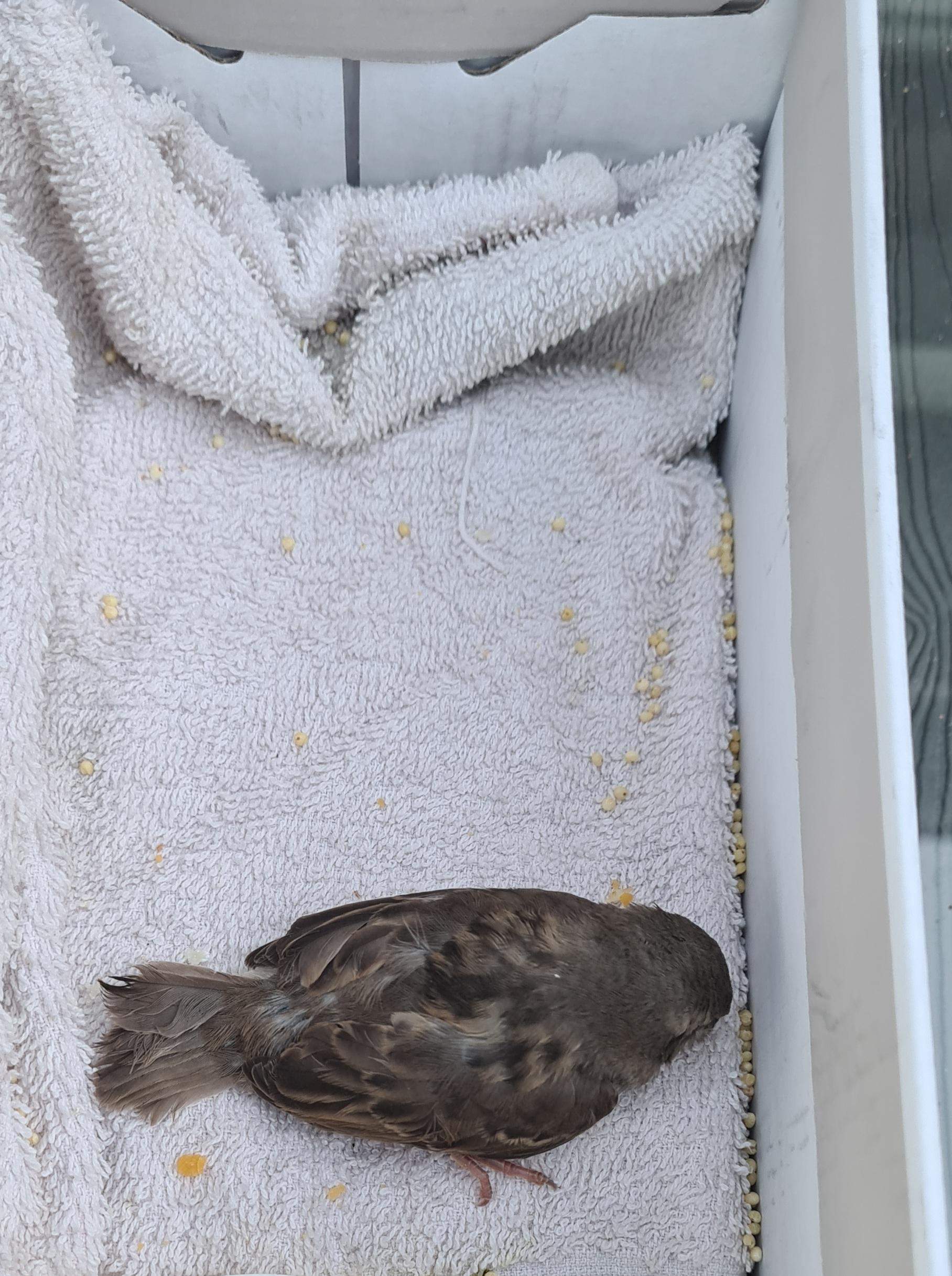 Vogel im Garten gefunden, was tun? (Vögel, Vogelart)