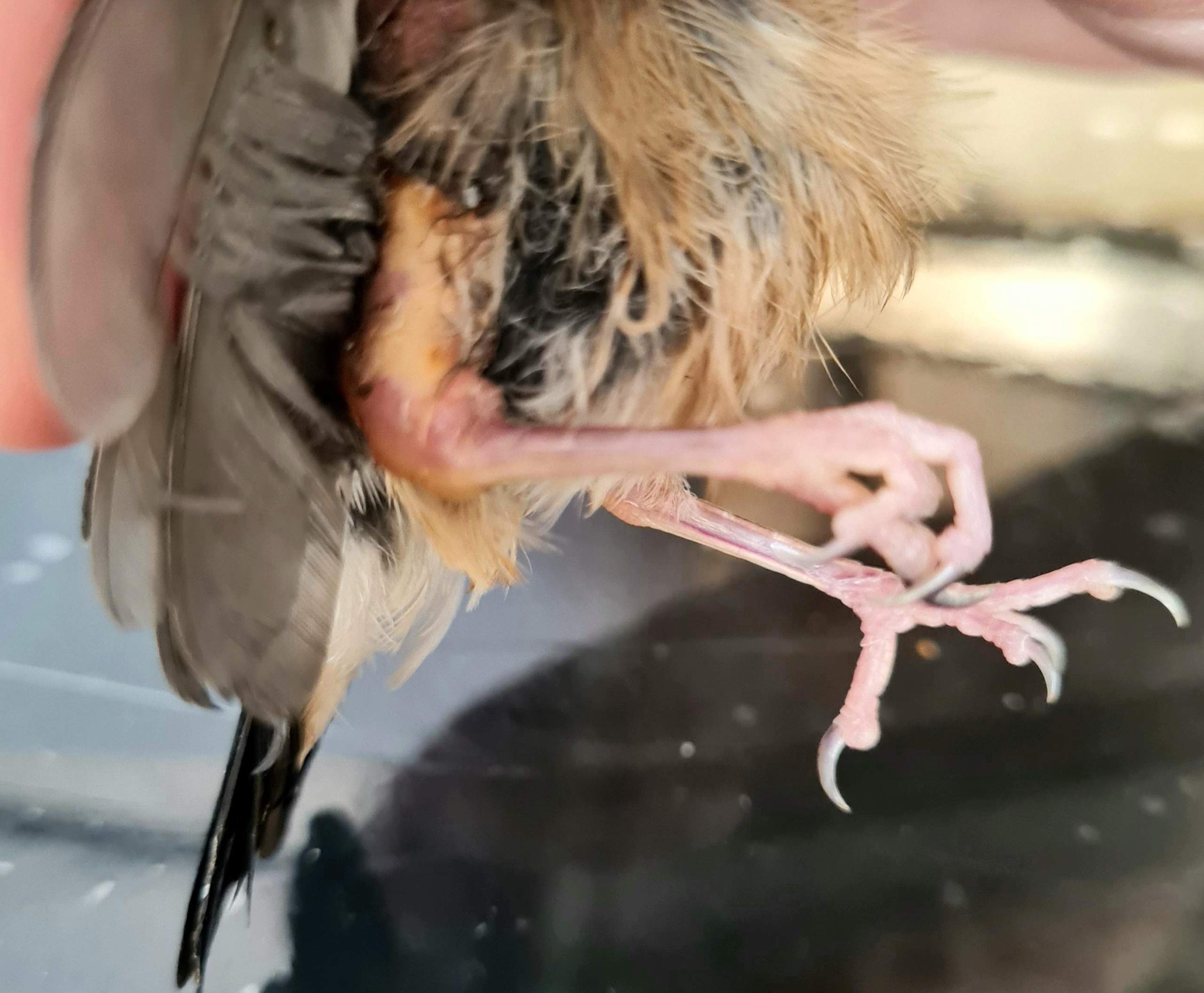 55+ Kleiner Vogel Im Garten Was Tun, Setzen sie den vogel in einen