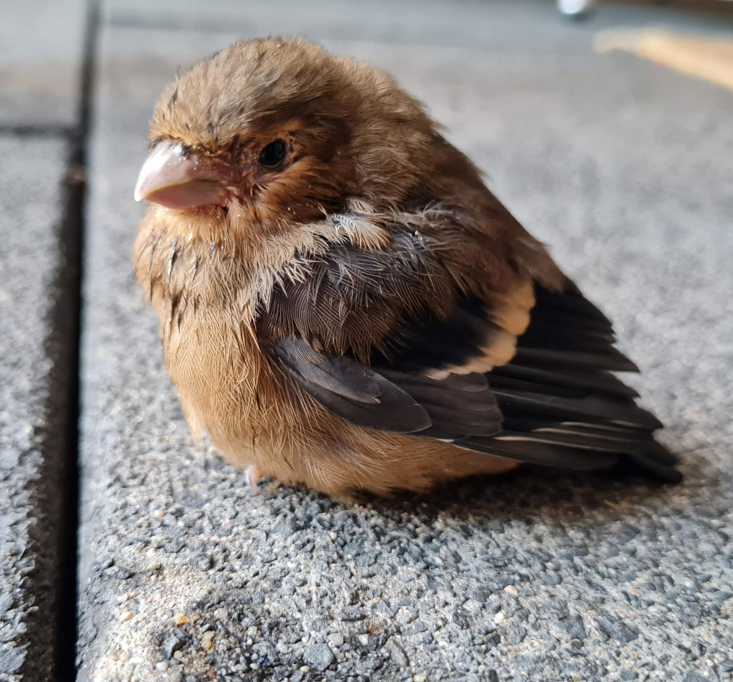 Vogel im Garten gefunden, was tun? (Tiere, Vögel, Tierhaltung)