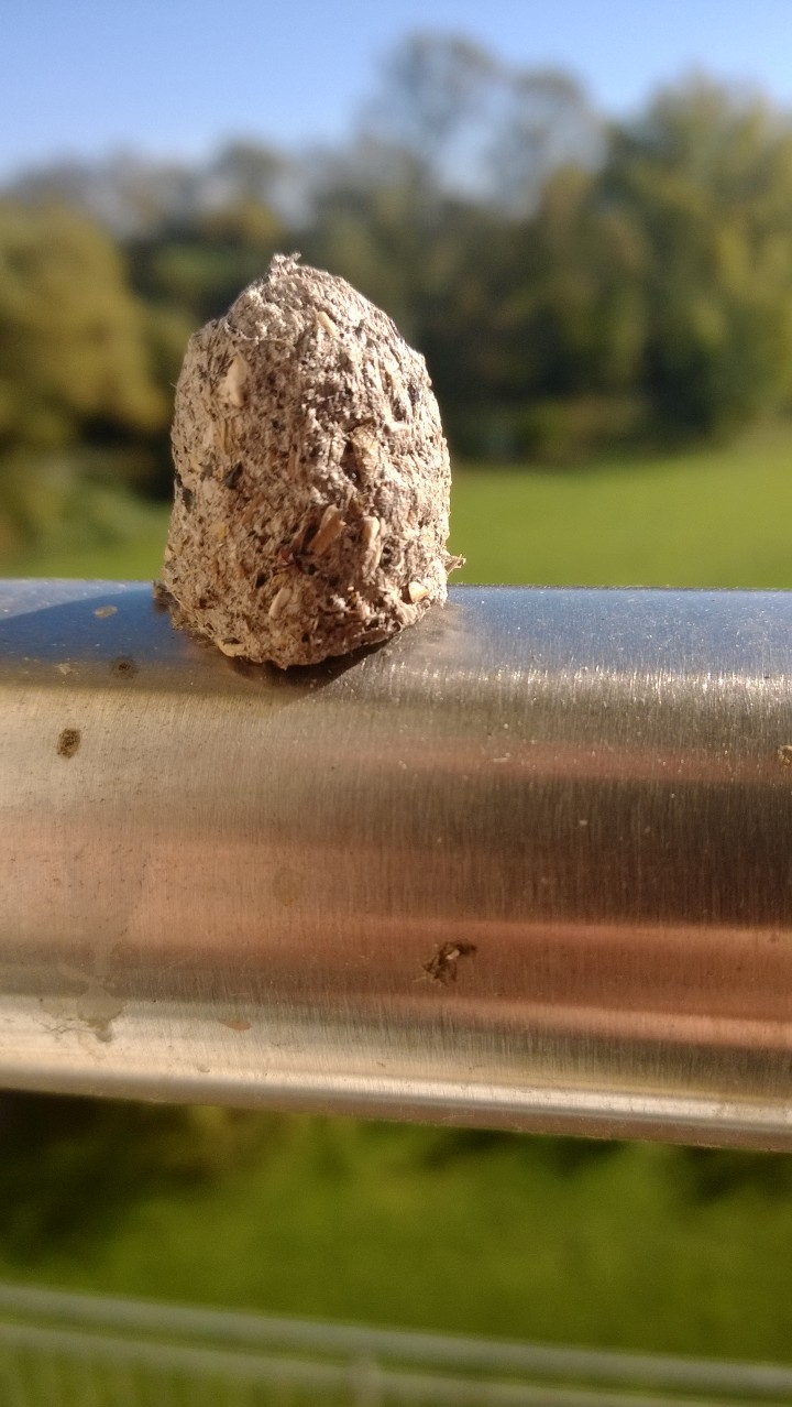 Vogel Kot (Bild) (Tiere, Vögel)