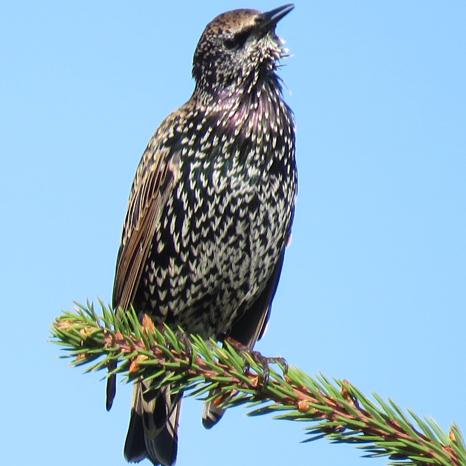 Vogelkunde. Wer kann diesen Vogel bestimmen? (Garten, Vögel)