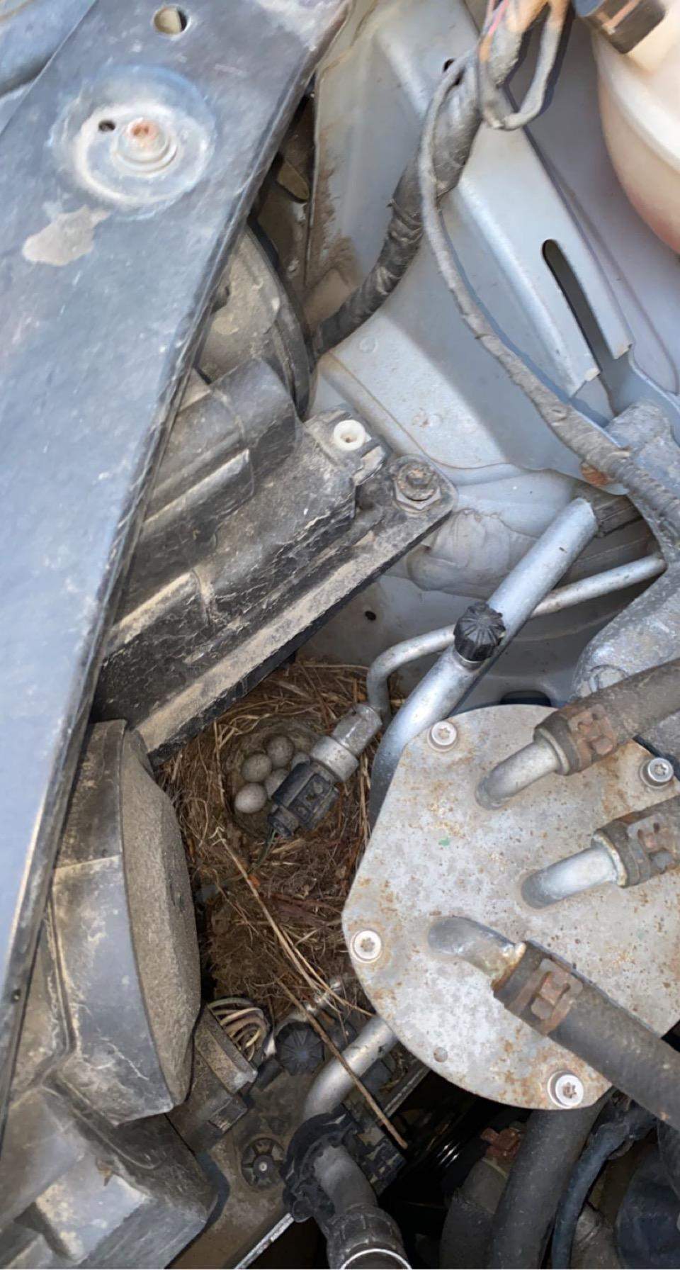 Vogelnest im Auto? (Vögel, Eier, Nest)