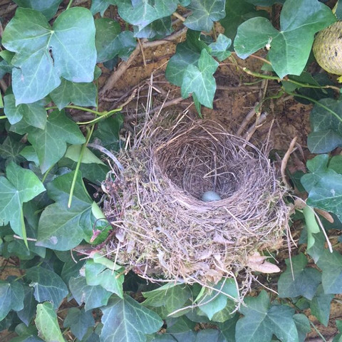 von nah - (Vögel, Eier, Nest)
