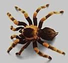 So eine ähnliche Spinne wollte ich gerne haben (: - (Haustiere, Vogelspinne)
