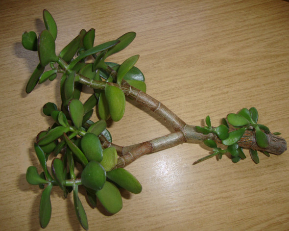 Zweig Geldbaum - (Pflanzenpflege, Sukkulentenpflanzen)