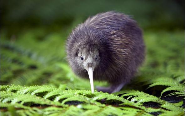 vom Aussterben bedroht heisst Kiwi - (Tiere, Natur, Vortrag)