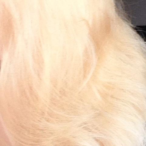 Meine Haare zurzeit nach der Blondierung  - (Haare, blond, Silber)