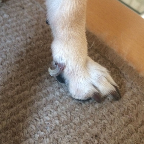 Von Hund Die Kralle Angst Haben Notfall