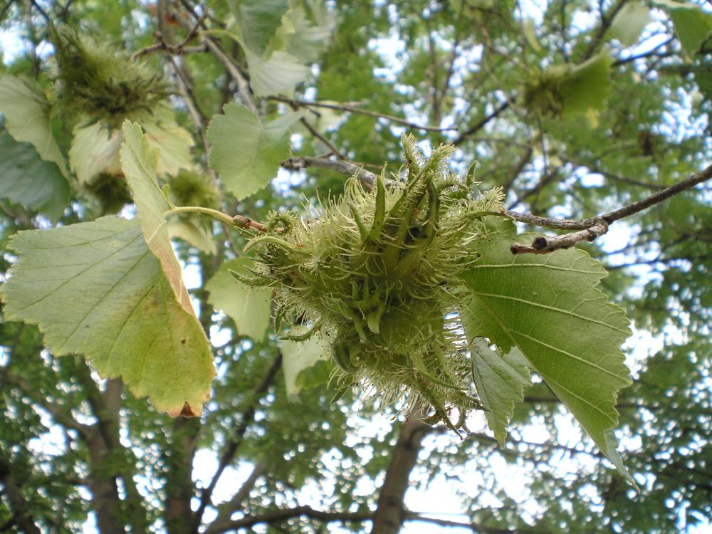 Von welchem Baum ist diese nussartige Frucht? (Früchte, Nüsse)