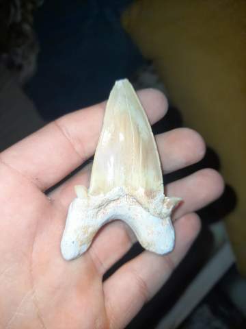 Von welchem Hai ist dieser Zahn?