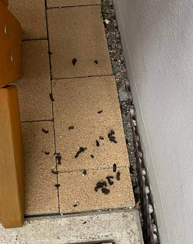 Von welchem Tier ist der Kot? (Ratten, Nagetiere, Igel)