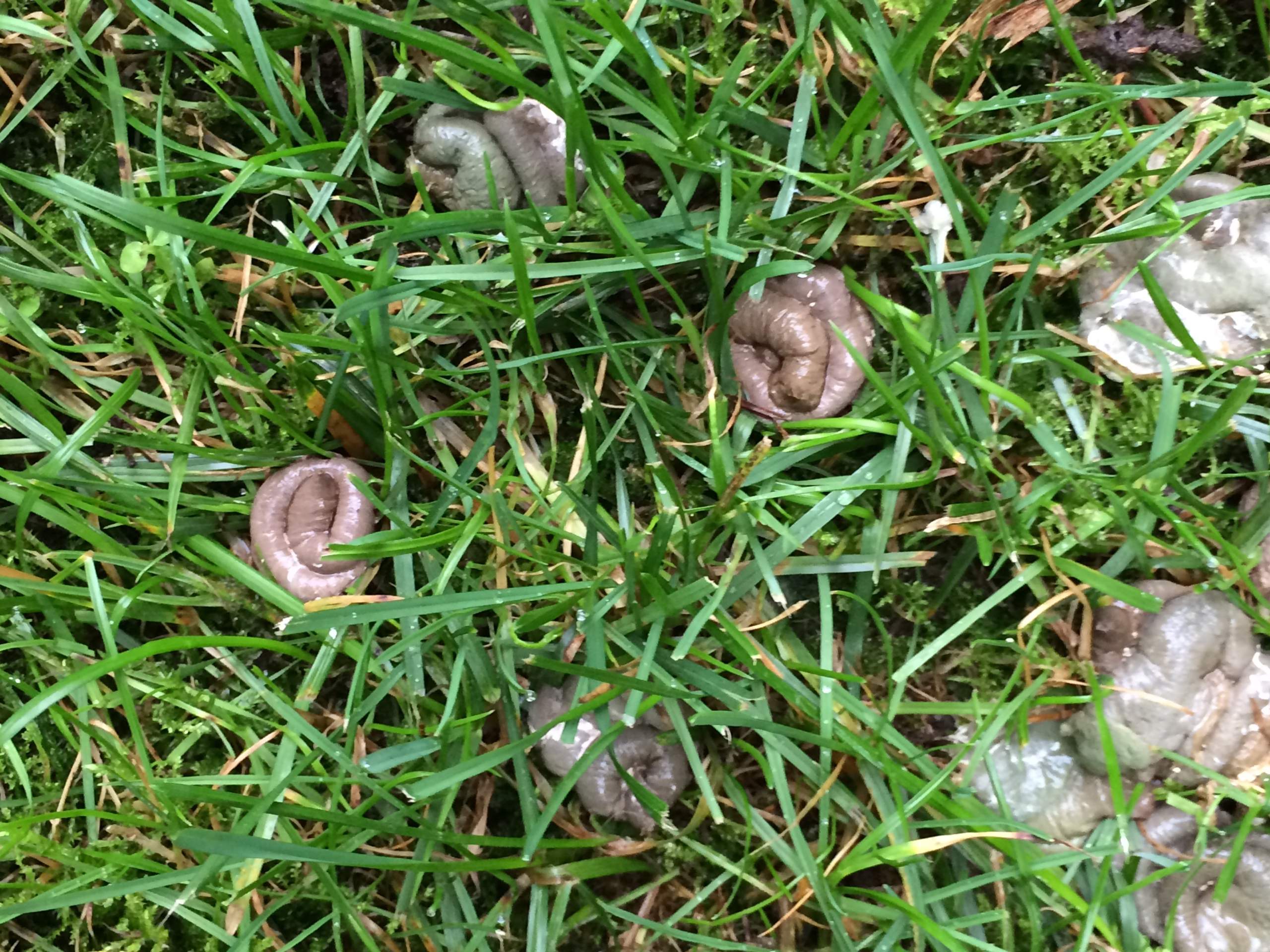 Von welchem Tier stammt dieser Kot? Wir haben im Garten eine Stelle an