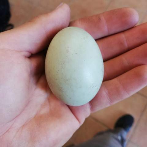 Von welchem Vogel ist das Ei?