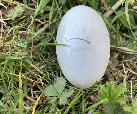 Von welchem Vogel ist dieses Ei?