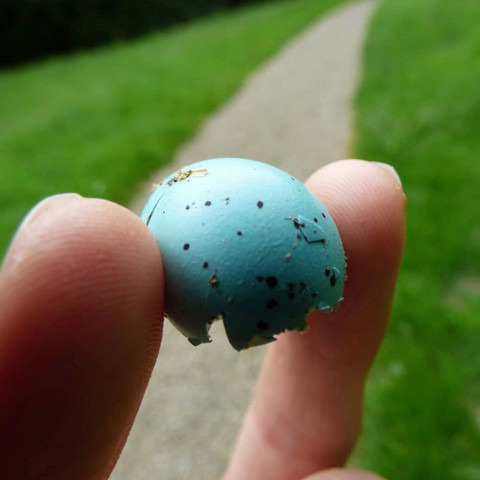 Eier. - (Tiere, Biologie, Vögel)