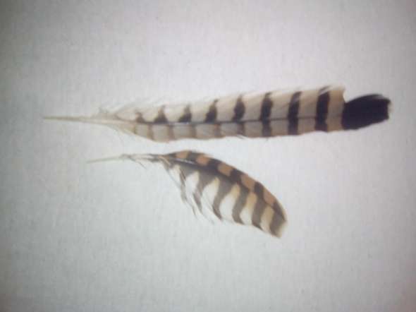 Von welchem Vogel stammen diese Federn? (Vögel, Feder, Vogelart)