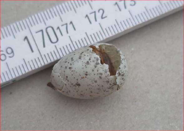 Von welchem Vogel stammt dieses Ei? (Siehe FOTO)?