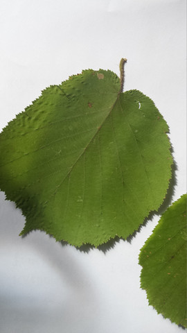 5. - (Natur, Blätter bestimmen)