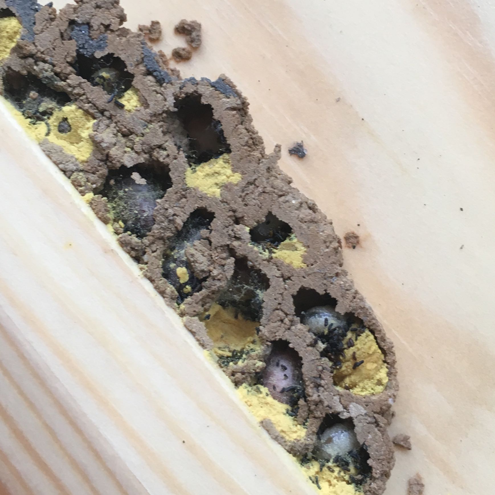 Von wem ist dieses „Nest“ (siehe Bilder)? (Haus, Garten, Insekten)