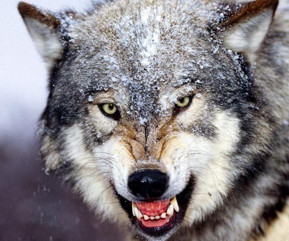 Abstammungstier: Wolf - (Evolution, Entstehung, Schöpfung)