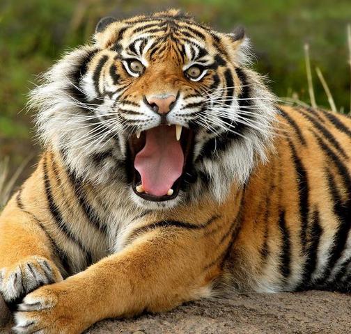 2.Abstammungstier: Tiger  - (Evolution, Entstehung, Schöpfung)