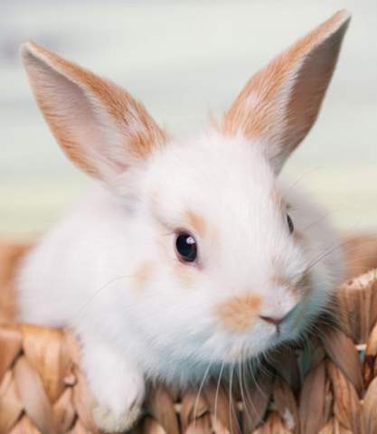 Vor- und Nachteile Kaninchen?