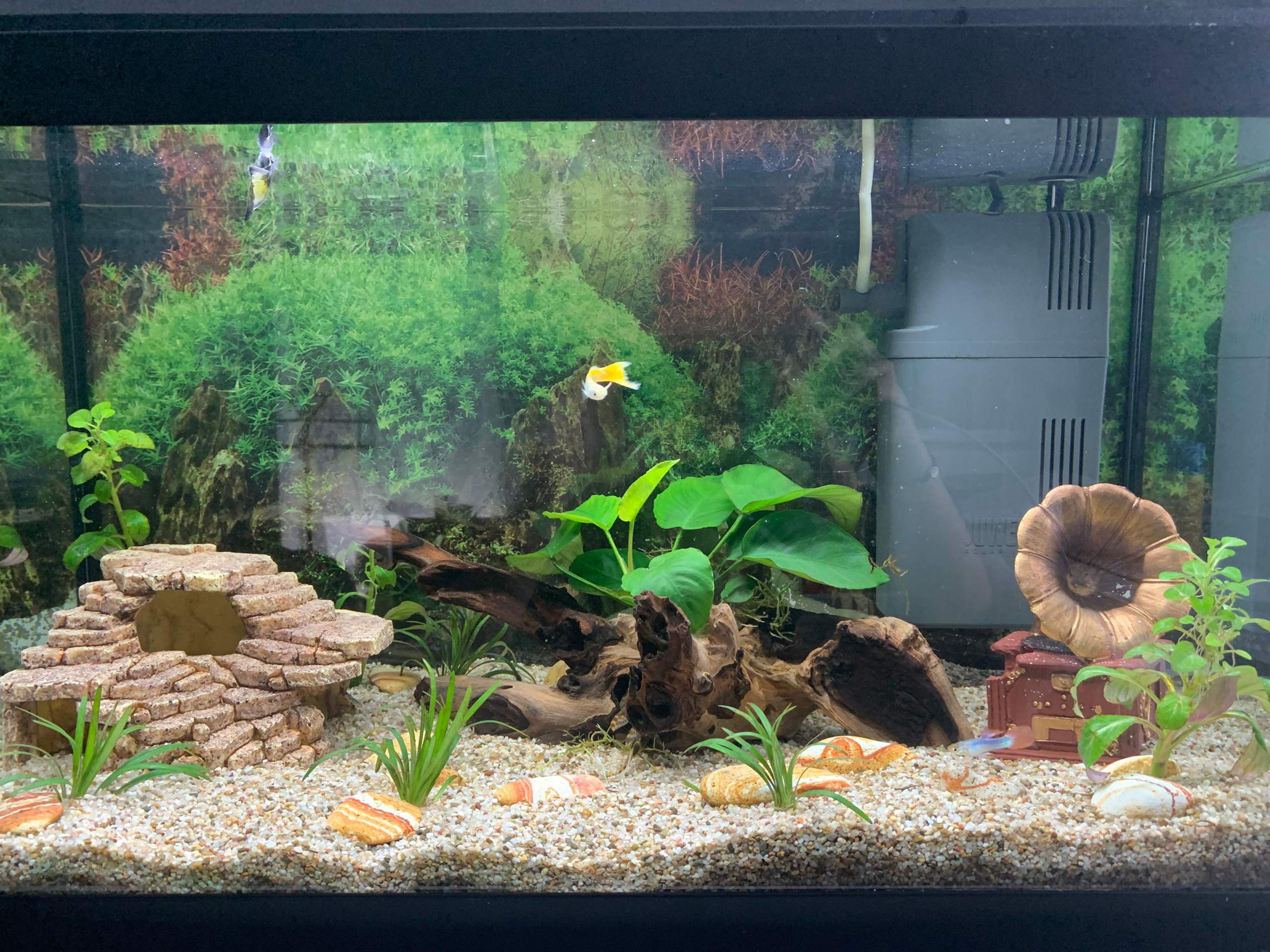 Aquarium 60l Wie Viele Fische Vorschläge für Fische im Aquarium (60l)? (Tiere, Aquaristik