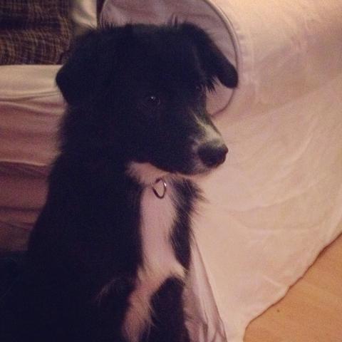 Das ist die kleine
- (Hund, Kastration, Hündin)