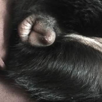 vulva von meiner hundin ist angeschwollen was bedeutet das ursachen tipps behandlung hund tierarzt