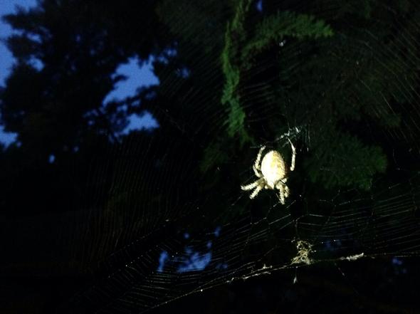 Die Spinne.. - (Garten, Spinne)