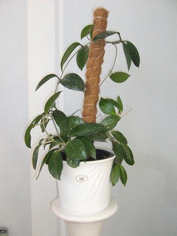 Porzellanblume - (Zimmerpflanzen, Wachsblumen)