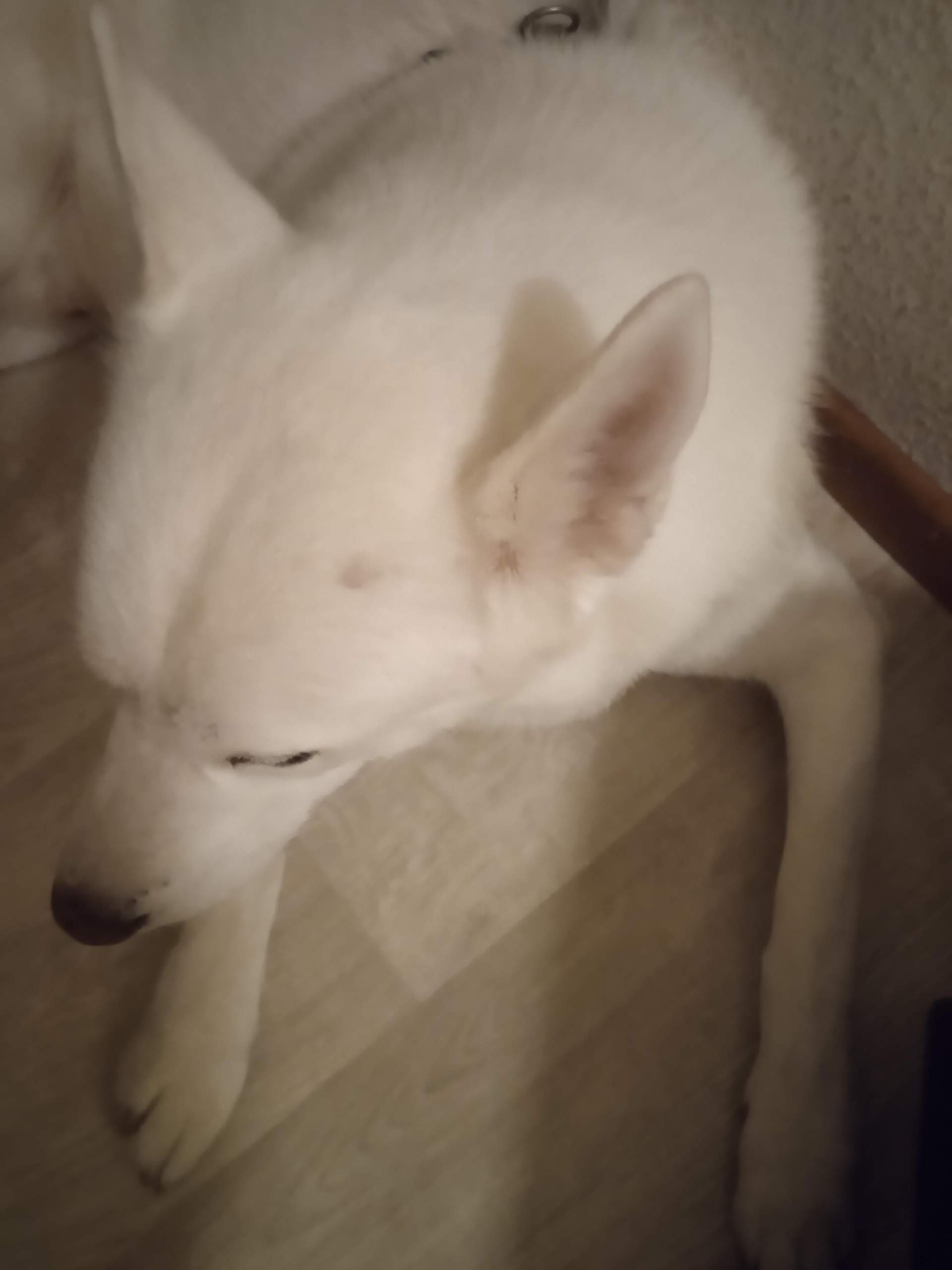Wachsen Hundehaare am Kopf nach? (Haustiere, Fellpflege)