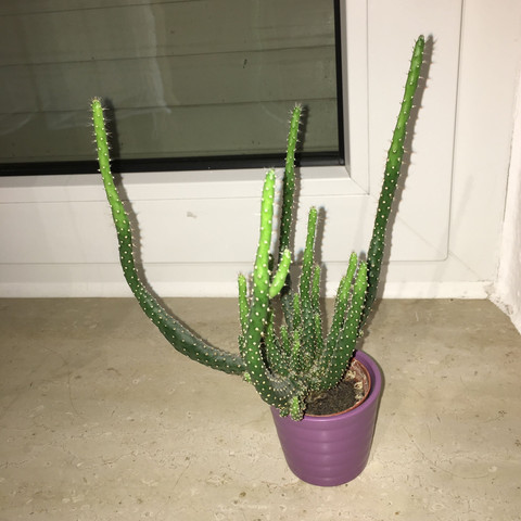 Nummer 1 - (Pflanzen, Wachstum, Kaktus)