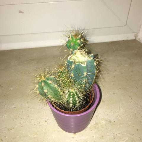 Nummer 2 - (Pflanzen, Wachstum, Kaktus)