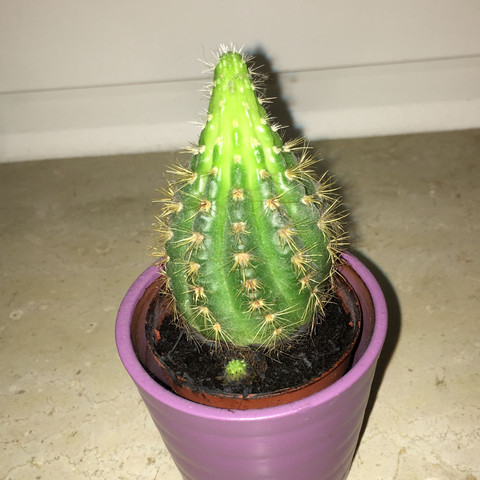 Nummer 3 - (Pflanzen, Wachstum, Kaktus)