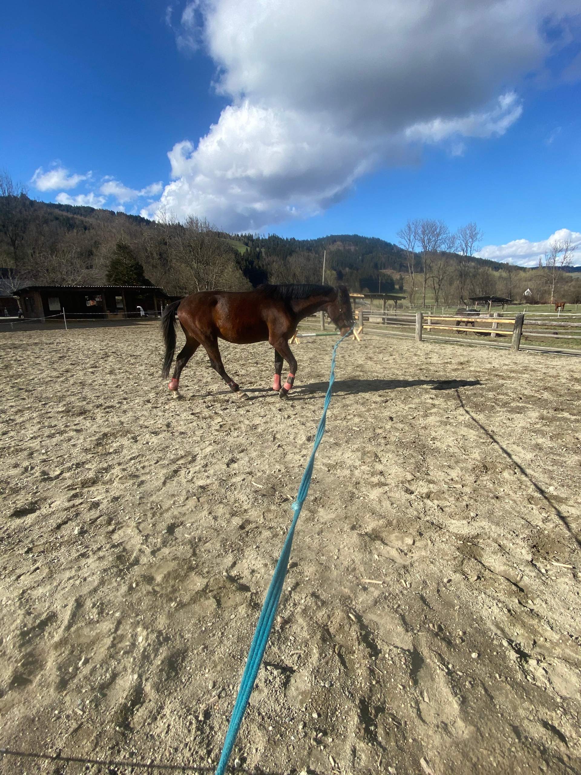 Wachstum Wallach/Pferde? (Pferd)