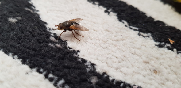 - (Insekten, Lebewesen)