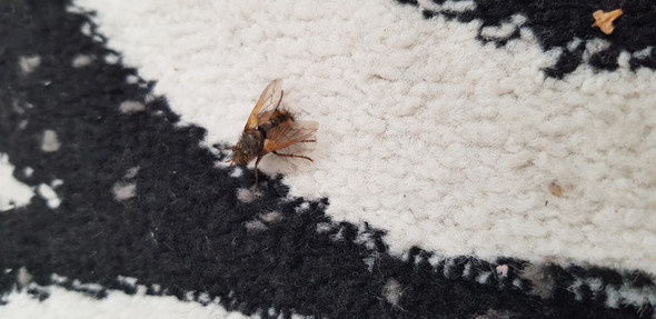 - (Insekten, Lebewesen)