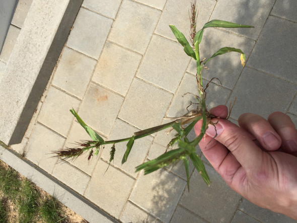 - (Garten, Rasen)