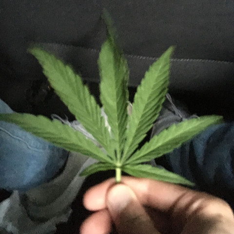 ist das weed :DD - (Bilder, Gras, Weed)