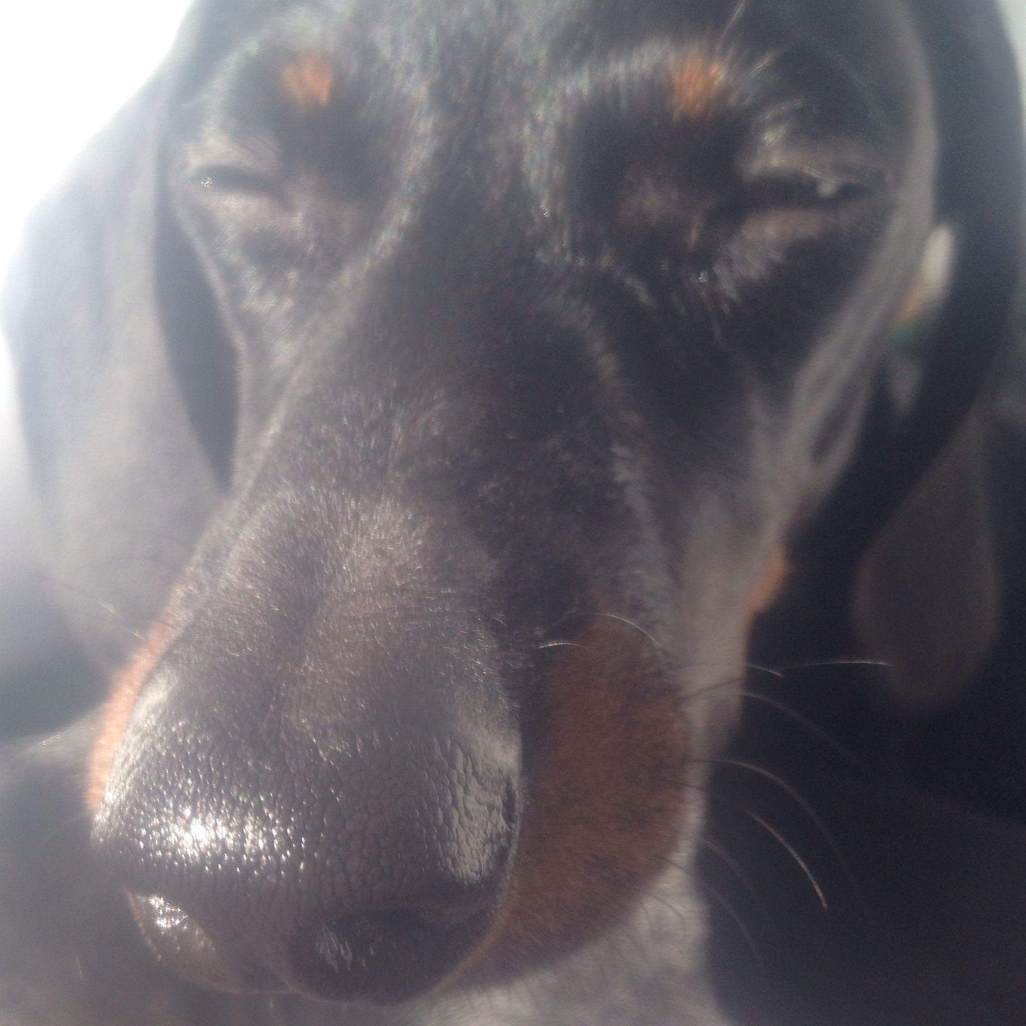 Wächst mein Dackel noch? (Hund, Wachstum)